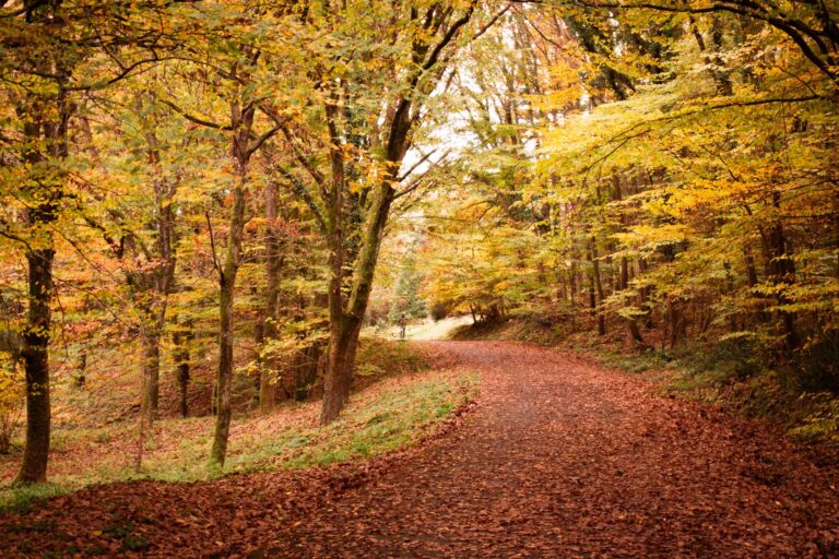 Ouverture de la chasse le 13 septembre : peut-on encore courir ou marcher en forêt ?